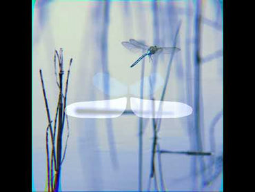 BLEASS Dragonfly